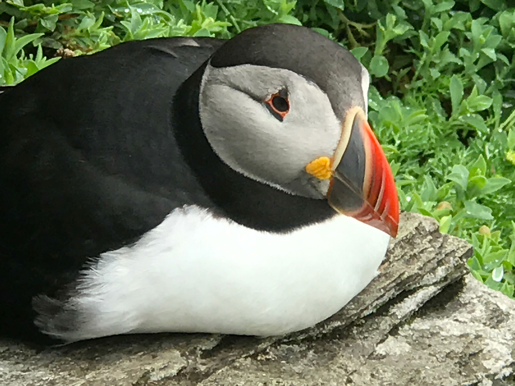A puffin bird sitting on a rock with local fauna behind it.