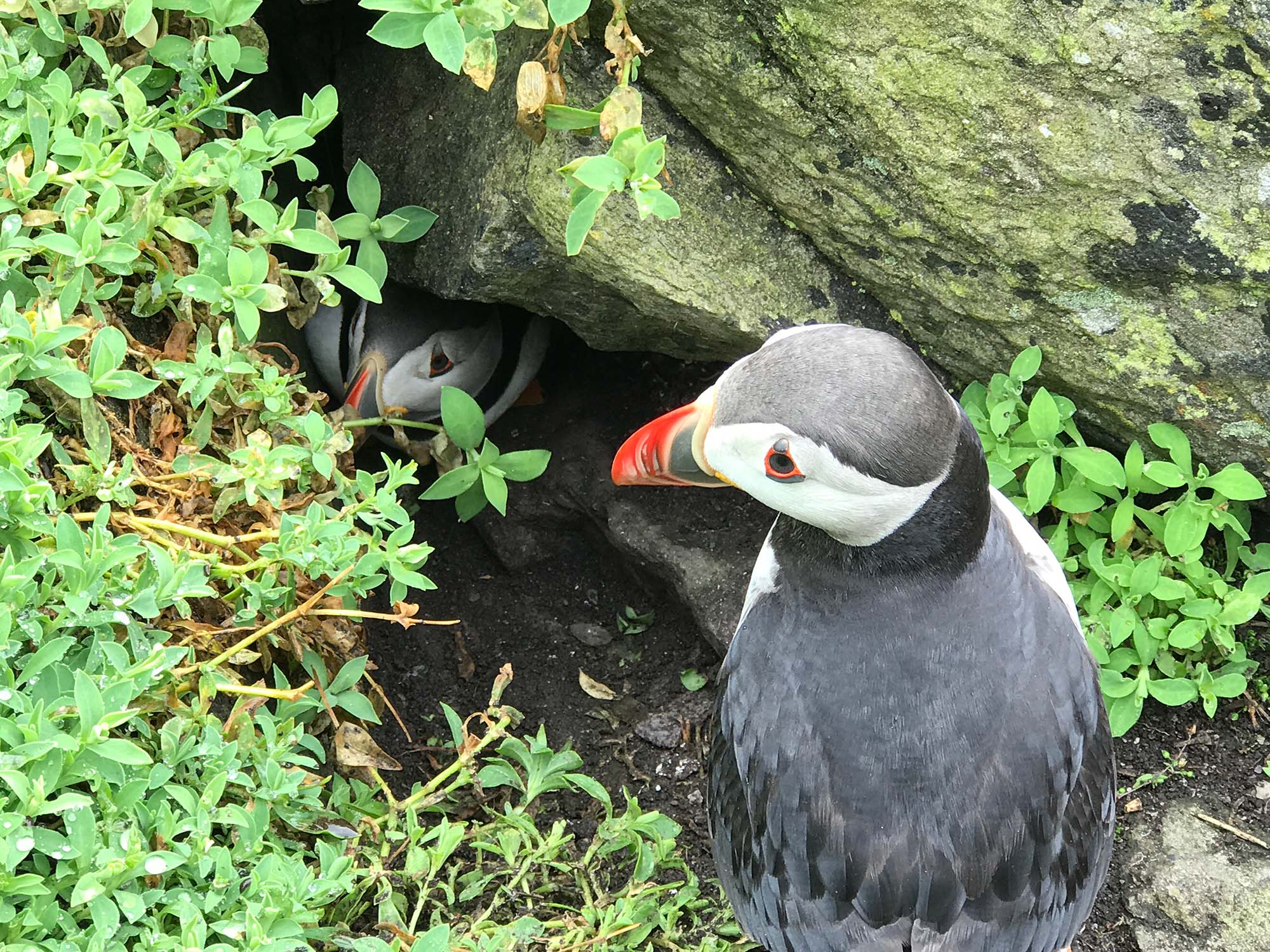 A pair of puffin mates at their nest inside the rock face. One puffin is further in the nest and another puffin outside the nest.
